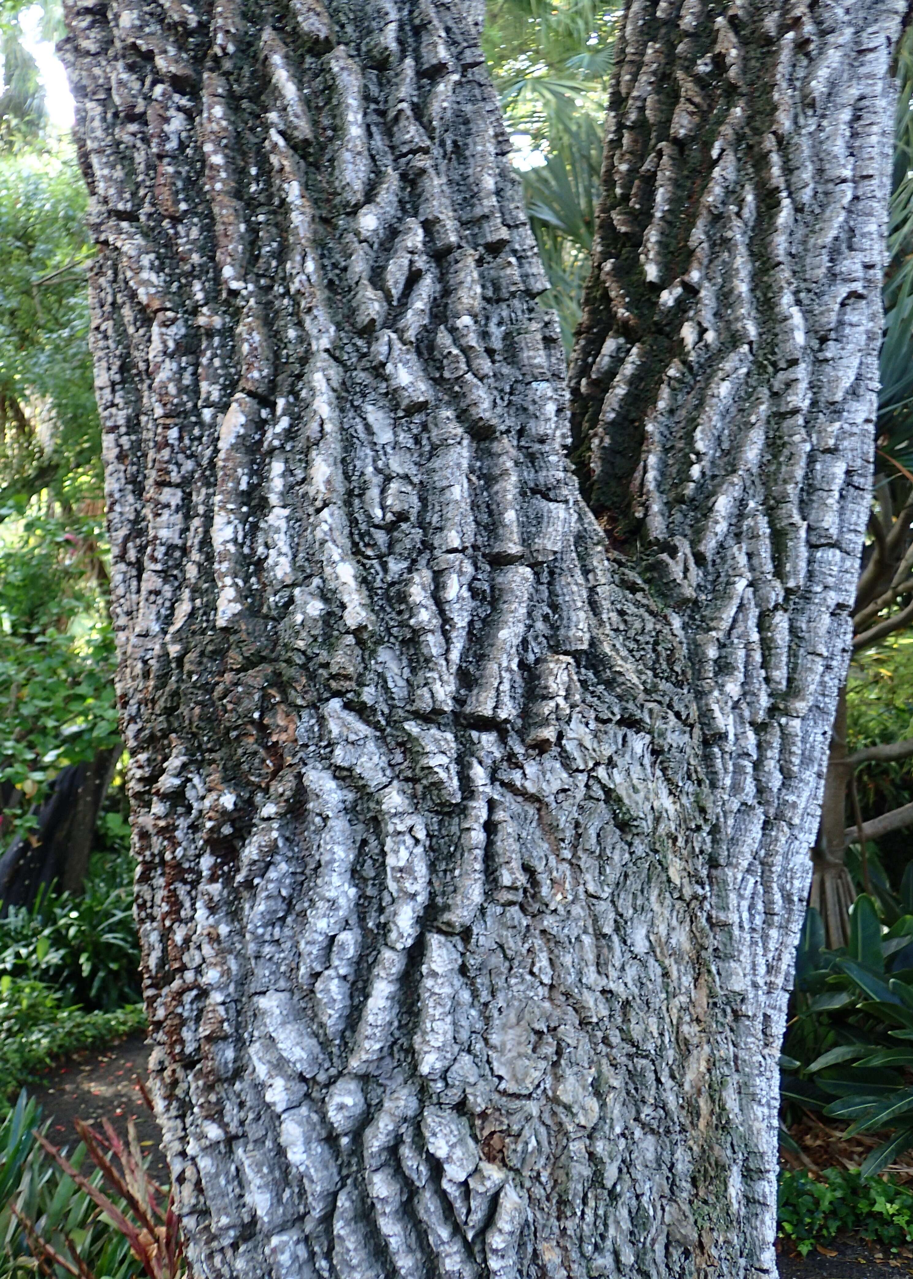 Erythrina falcata Benth. resmi