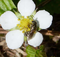 Image of Halictus tumulorum (Linnaeus 1758)