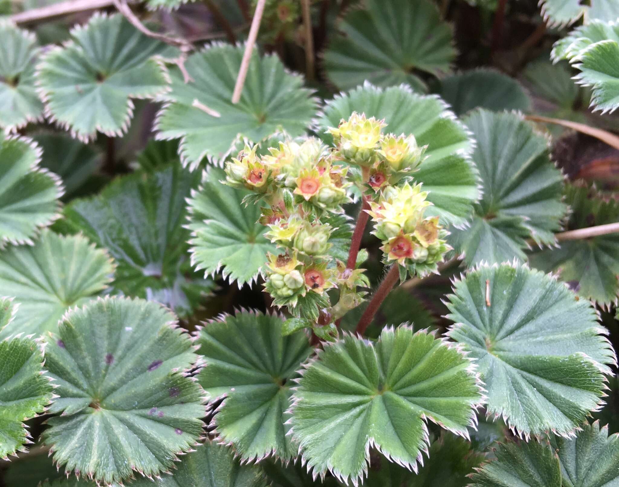 Image of lady's mantle