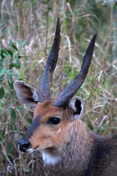 Image of Tragelaphus sylvaticus