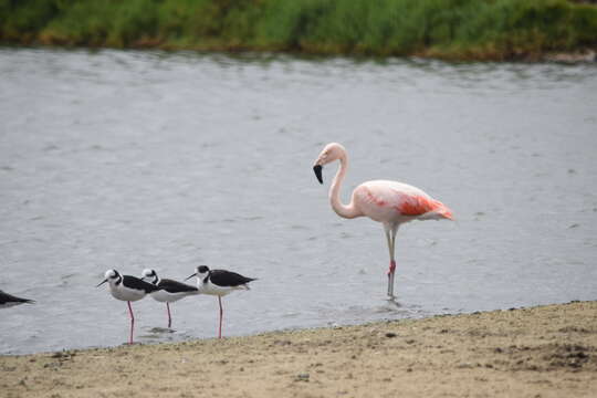 Imagem de Phoenicopterus chilensis Molina 1782