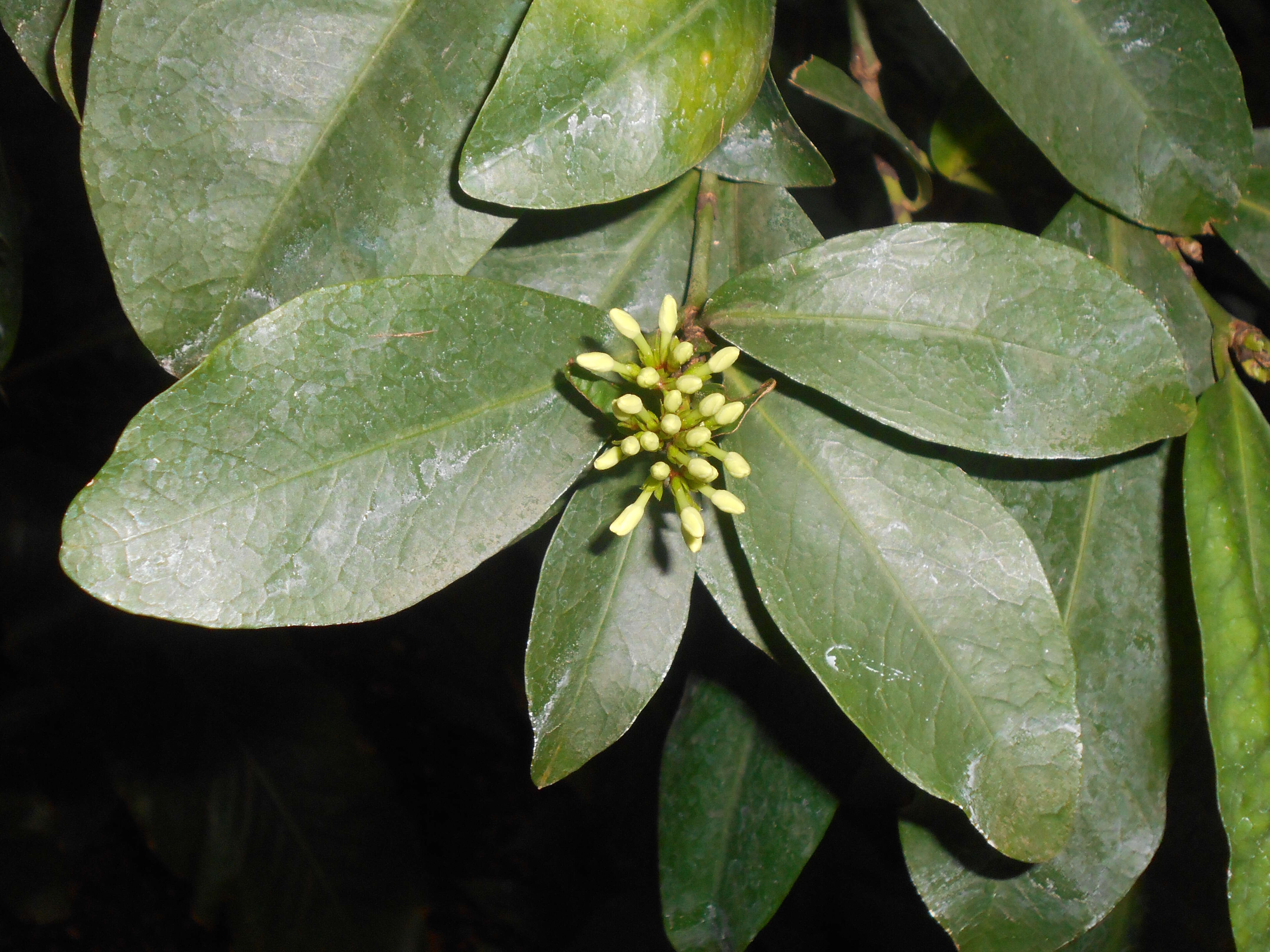 Image of Ixora finlaysoniana Wall. ex G. Don