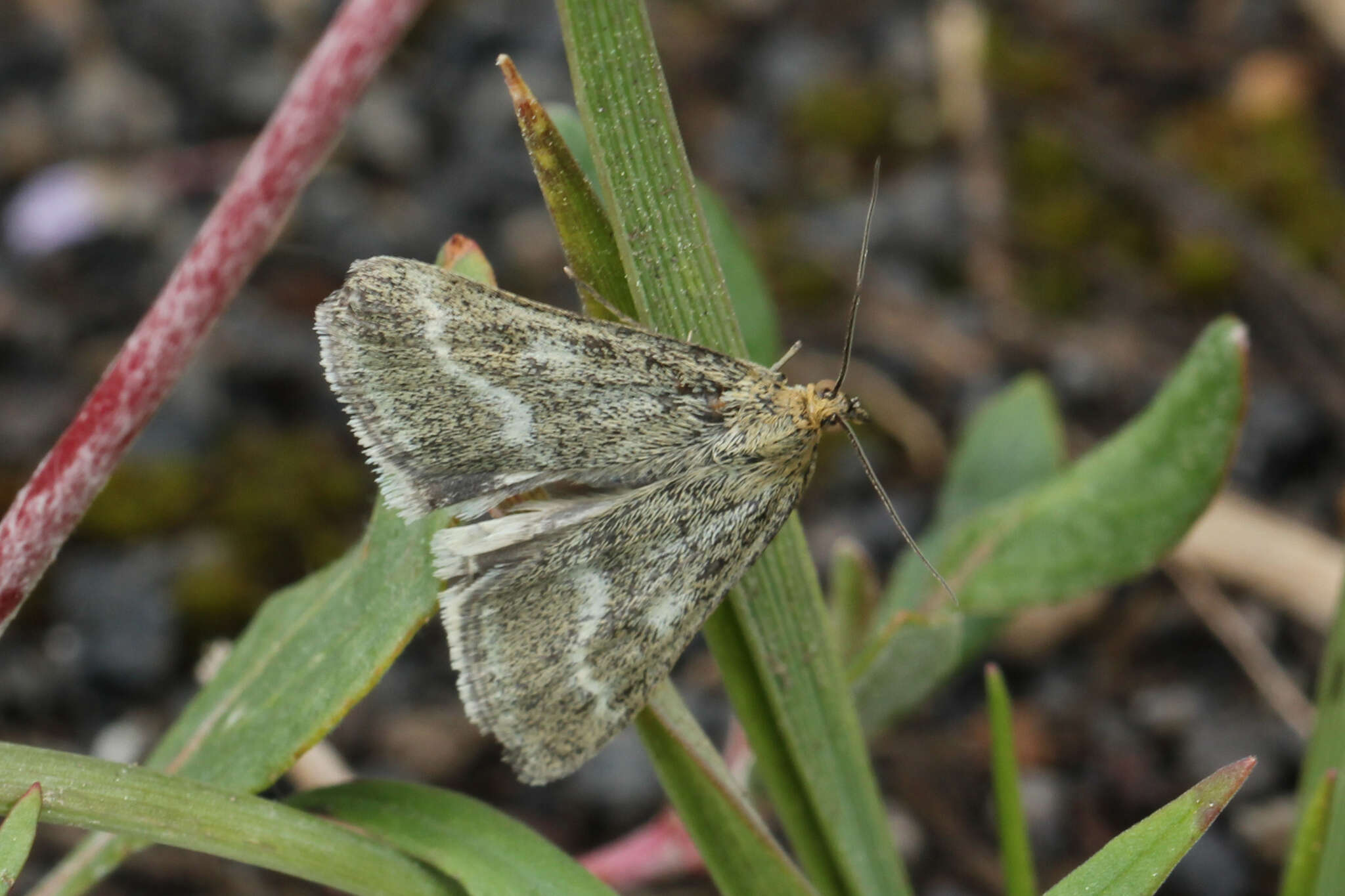 Image of One-banded Pyrausta