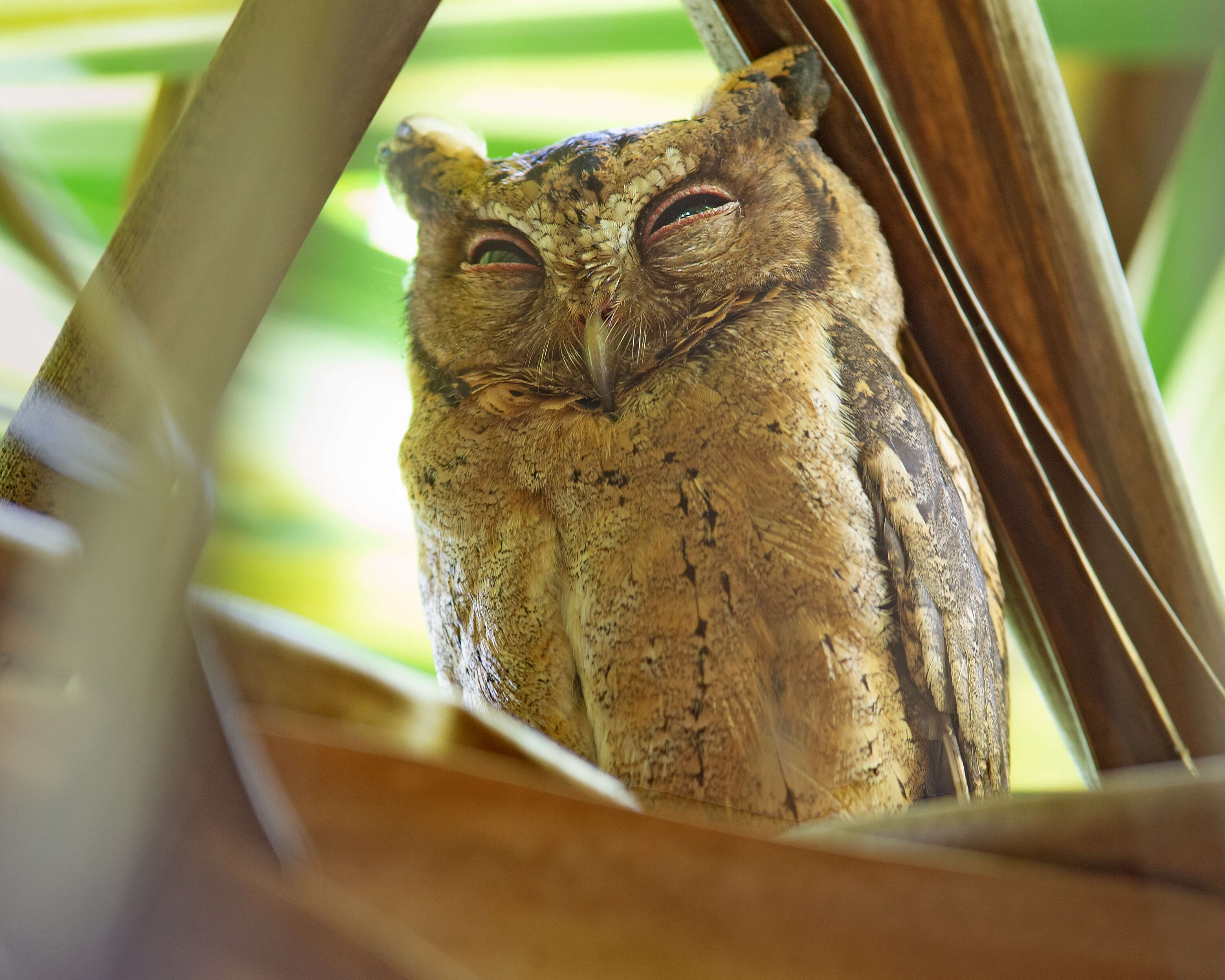 Image of Sunda Scops Owl