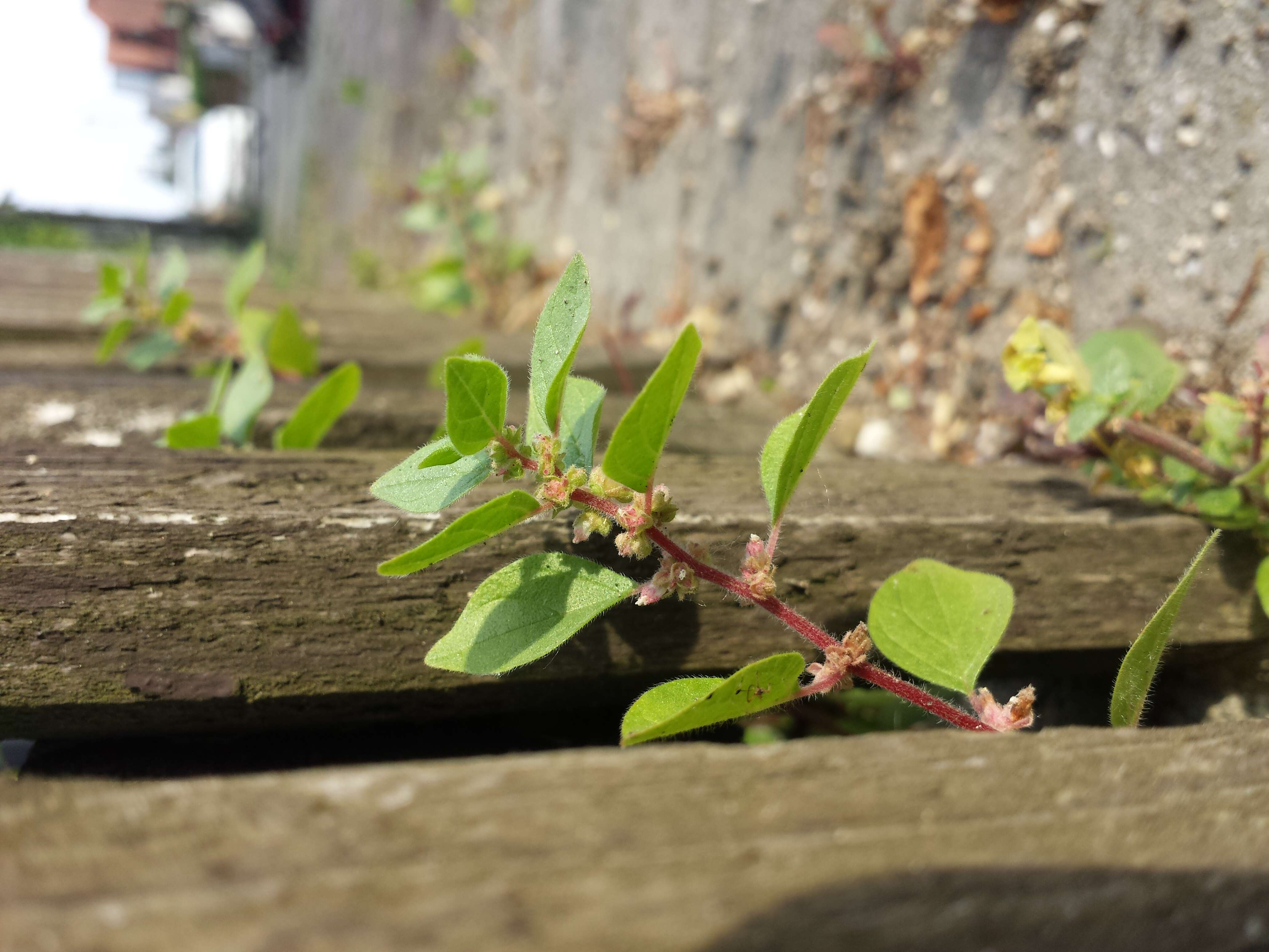 Image of pellitory-of-the-wall