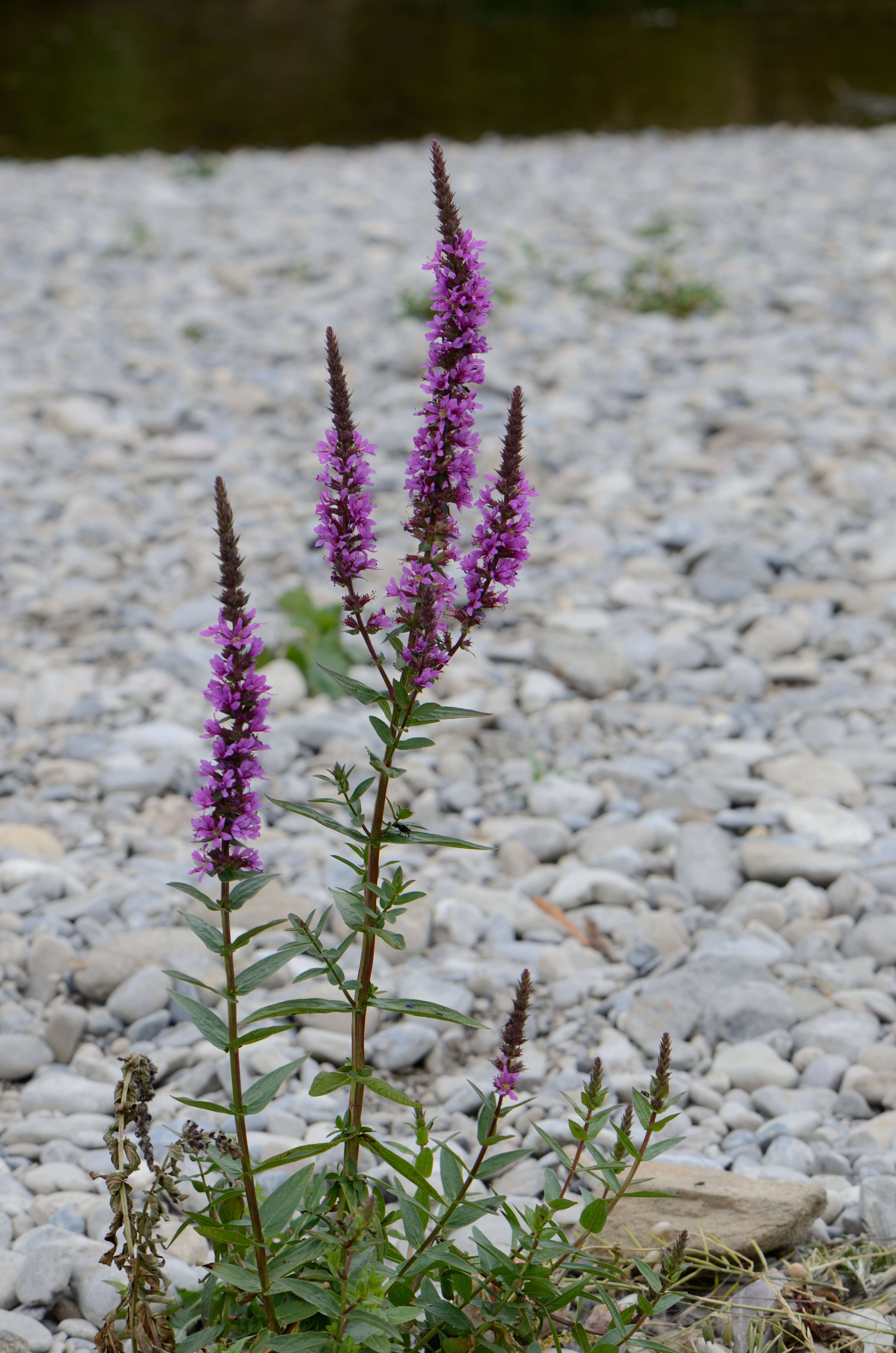 Image of Purple Loosestrife