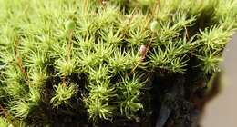 Image of Apple moss