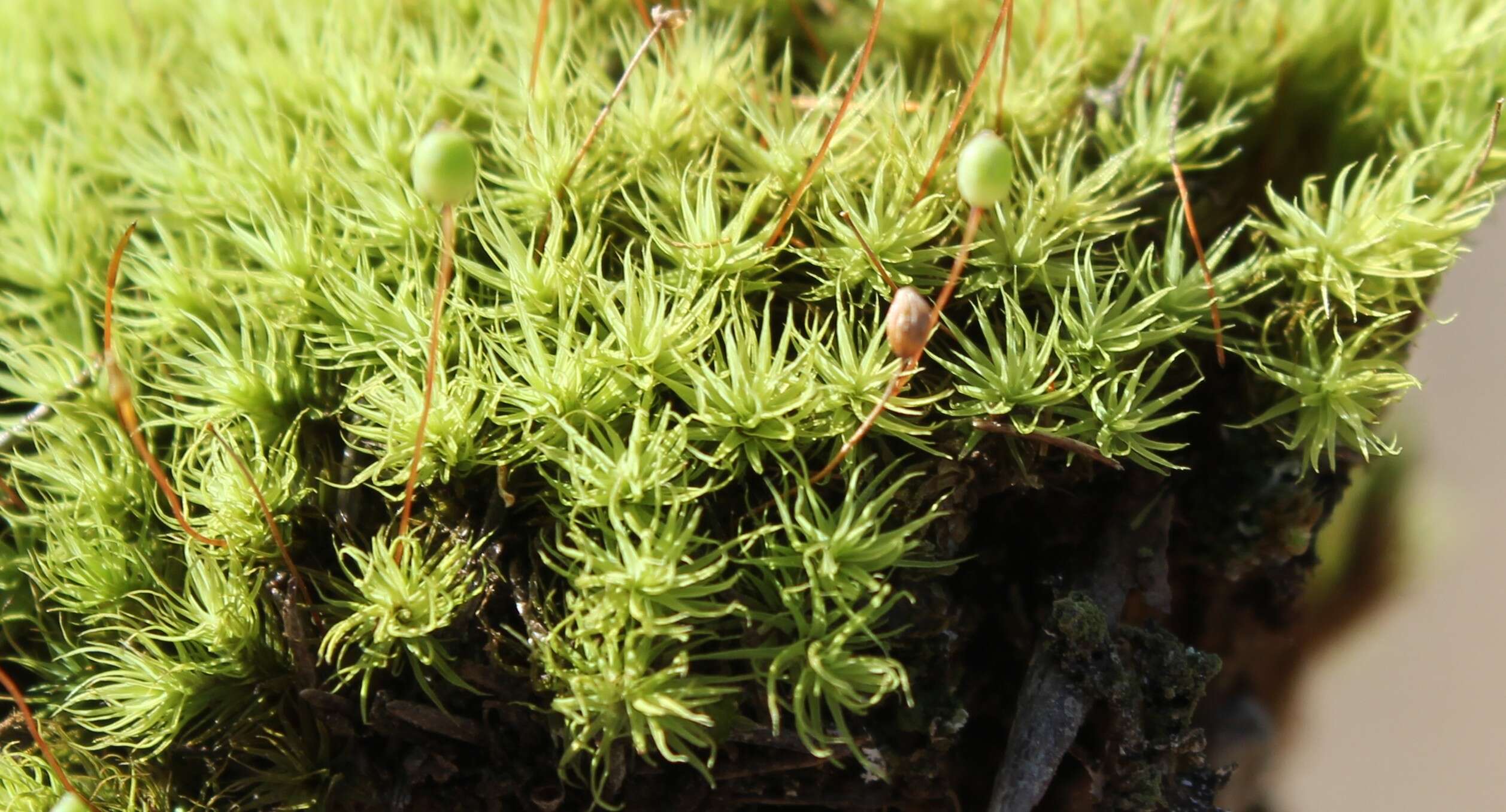 Image of Apple moss