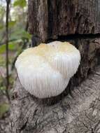 Image of Bearded tooth