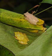 Image of Pseudophilautus amboli (Biju & Bossuyt 2009)