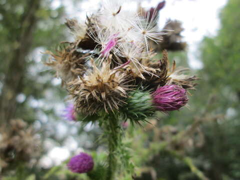 Image of curly plumeless thistle