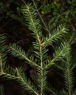 Image of Norway spruce