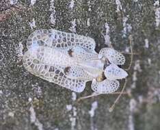 Image of Sycamore Lace Bug