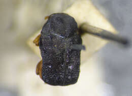 Image of Cloaked Warty Leaf Beetles