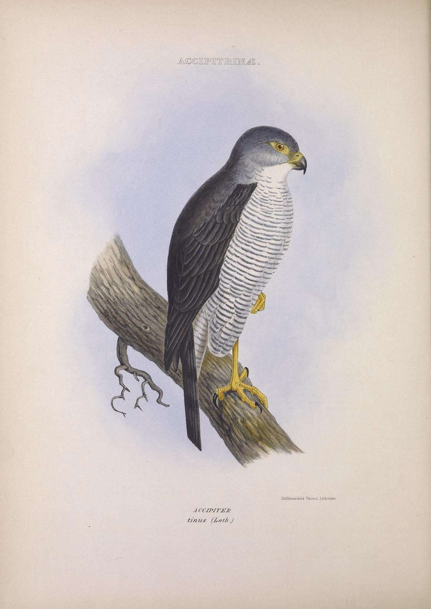 Слика од Accipiter superciliosus (Linnaeus 1766)