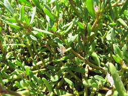 Image of Western pygmy blue