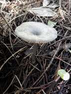 Image of Entoloma mougeotii (Fr.) Hesler 1967