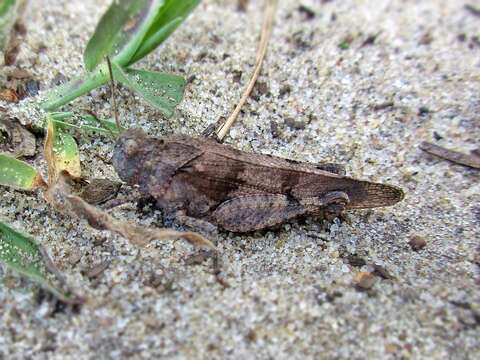 Image of blue-winged grasshopper