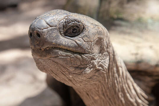 Image of Aldabrachelys