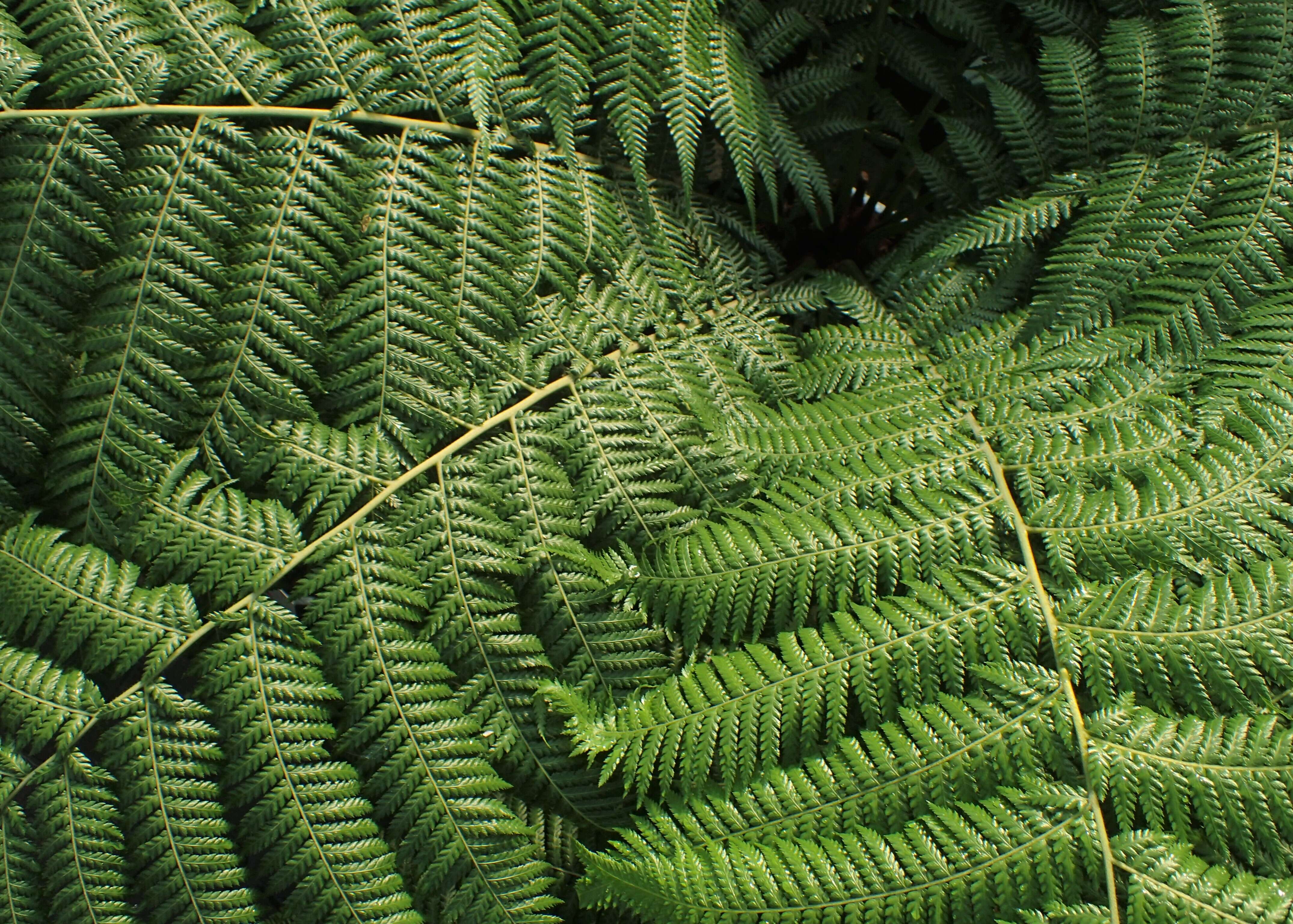 Image of Dicksonia sellowiana (Presl) Hook.