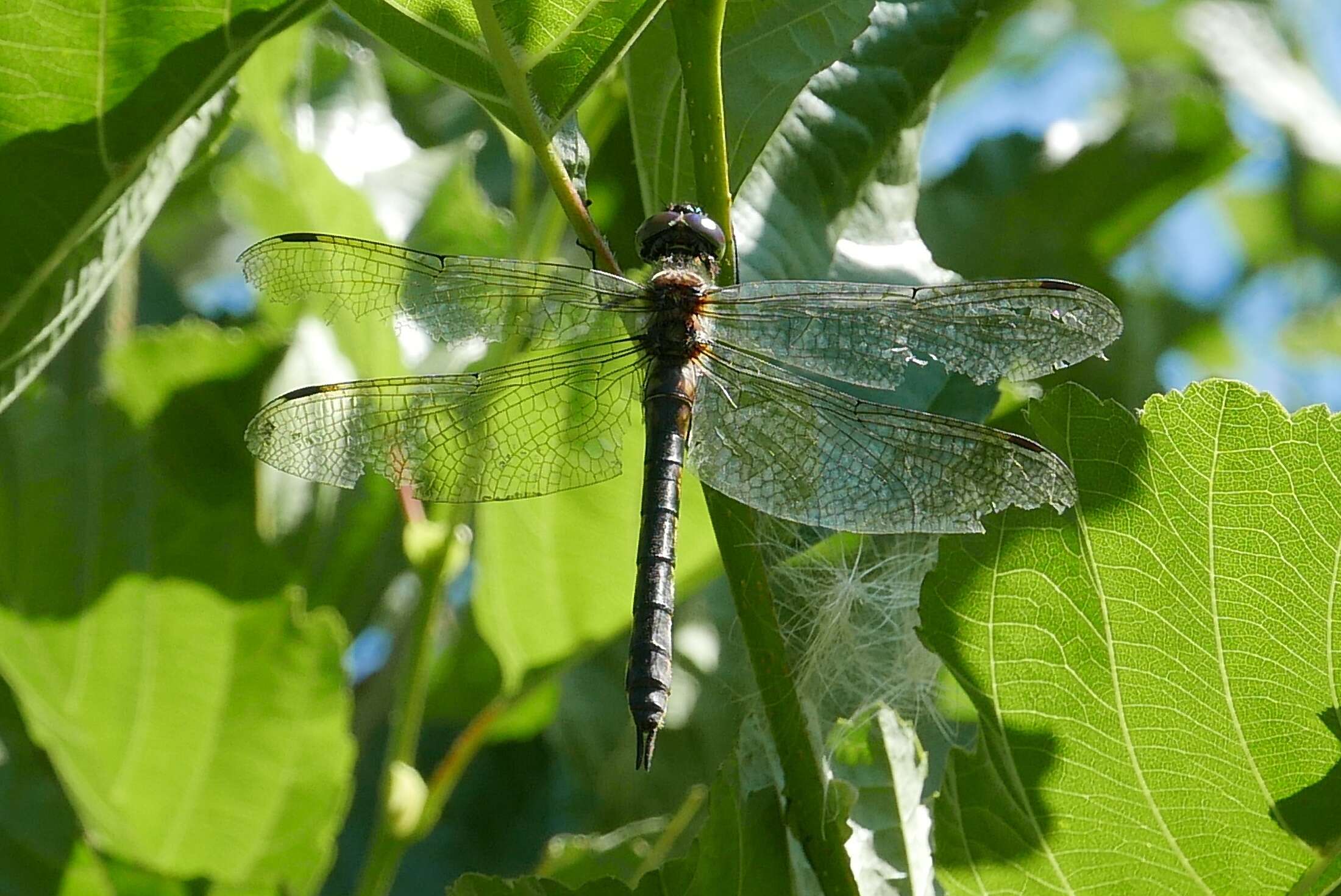 Image of Yellow-spotted Emerald