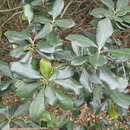 صورة Pittosporum fairchildii Cheesem.