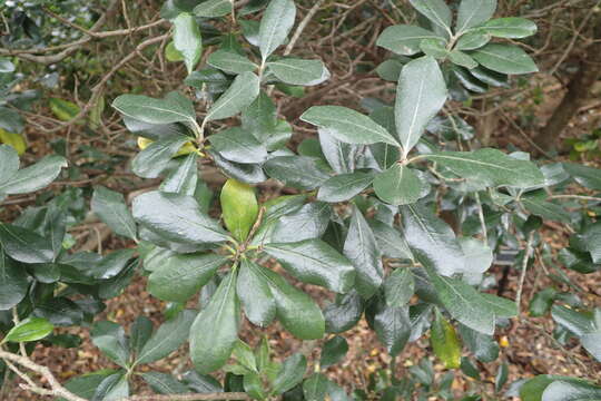 Image de Pittosporum fairchildii Cheesem.