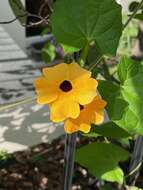 Image de Thunbergia alata Boj. ex Sims