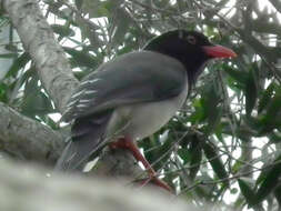 Image of Blue Magpie