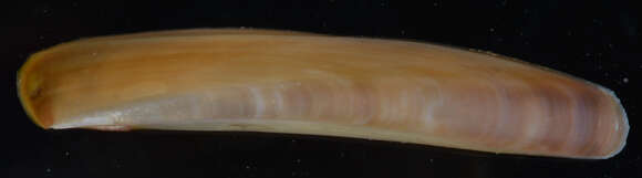 Image of Atlantic jackknife clam