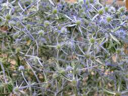 Imagem de Eryngium planum L.