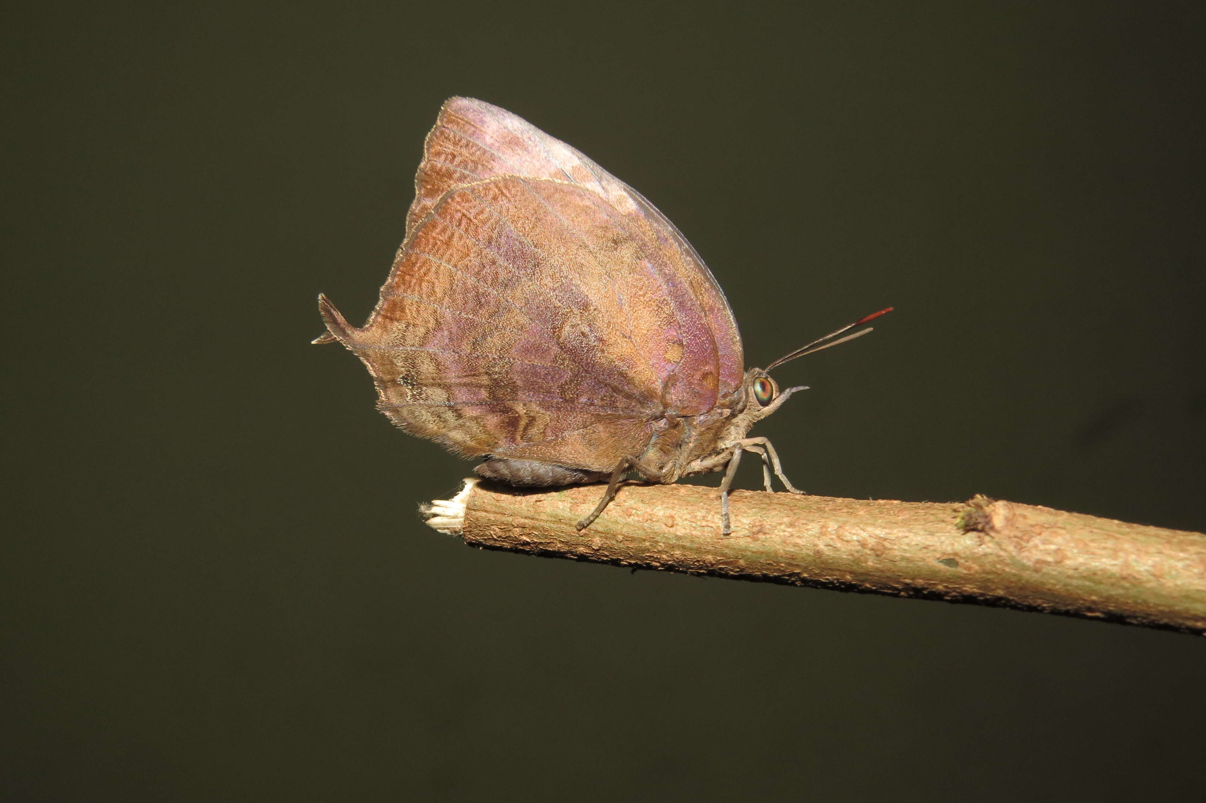 Plancia ëd Arhopala centaurus (Fabricius 1775)