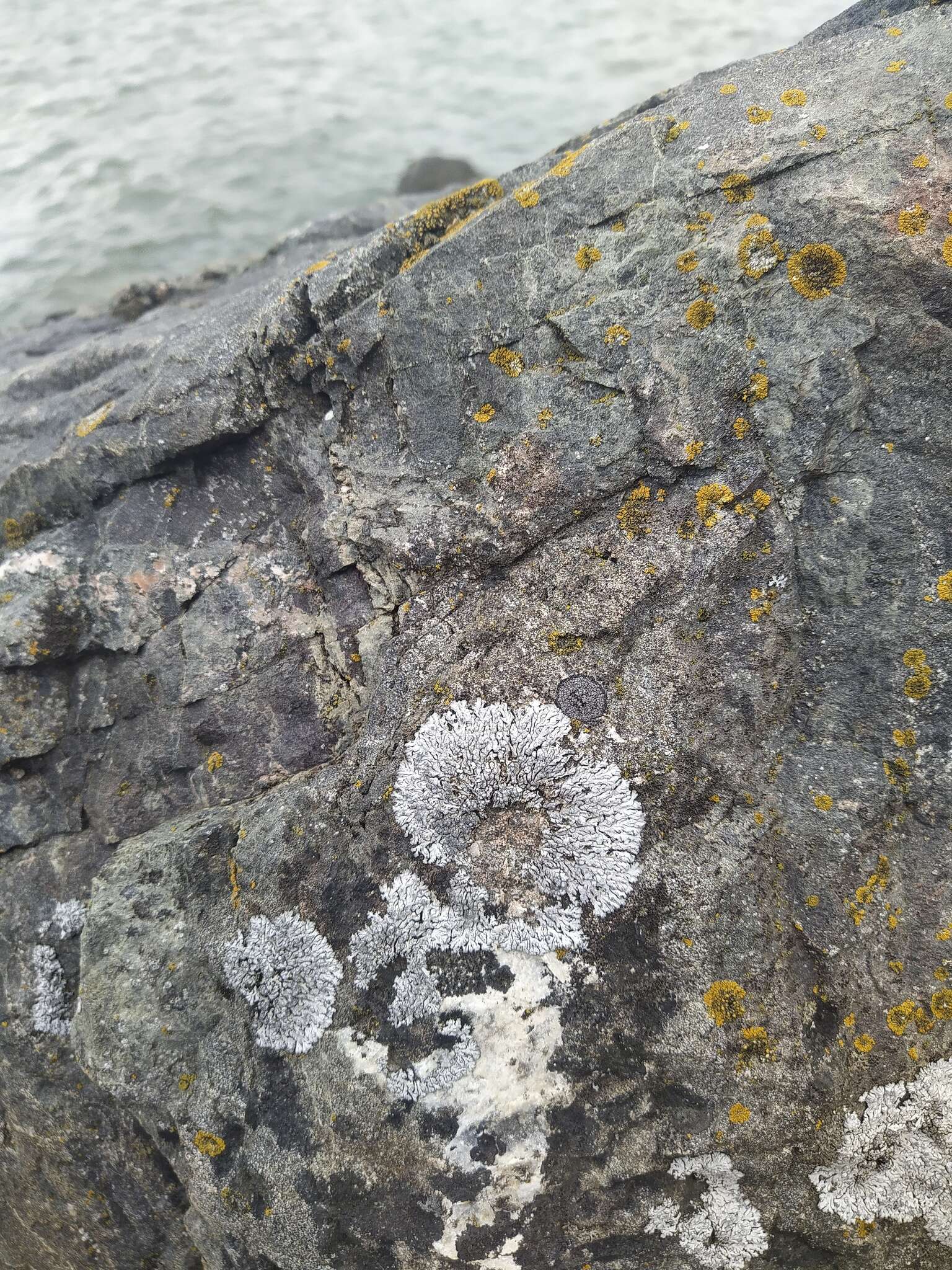 Image of Blue-gray rosette lichen