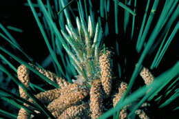 Image of Webbing Coneworm Moth