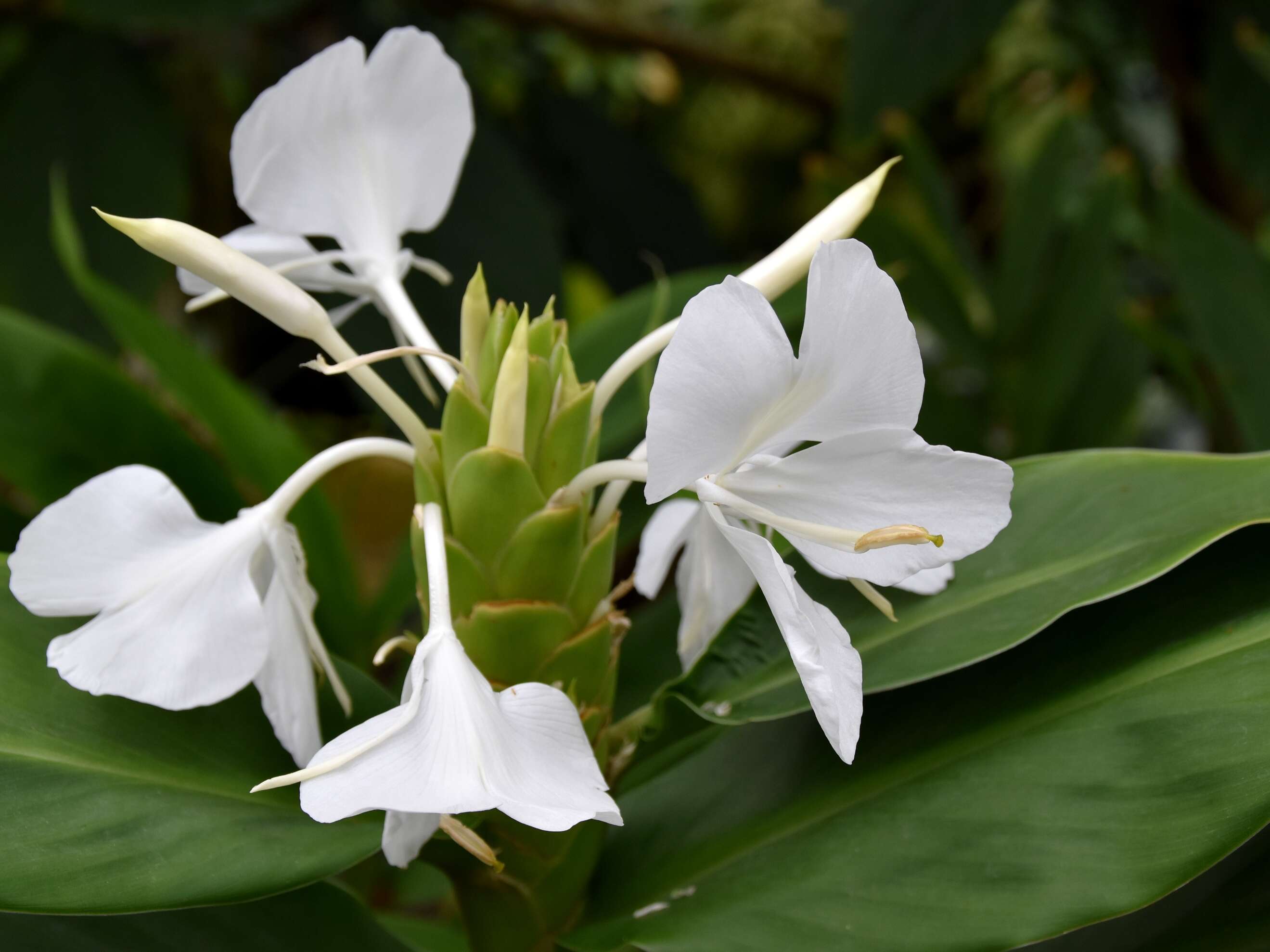 Imagem de Hedychium coronarium J. Koenig