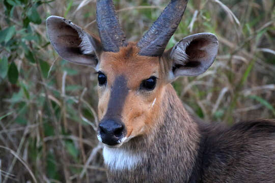 Image of Tragelaphus sylvaticus