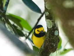 Image of Hooded Warbler