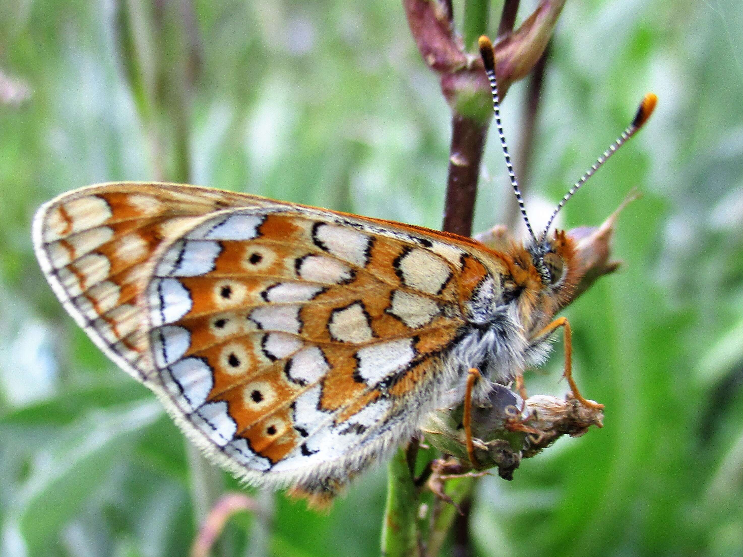 Plancia ëd Euphydryas aurinia