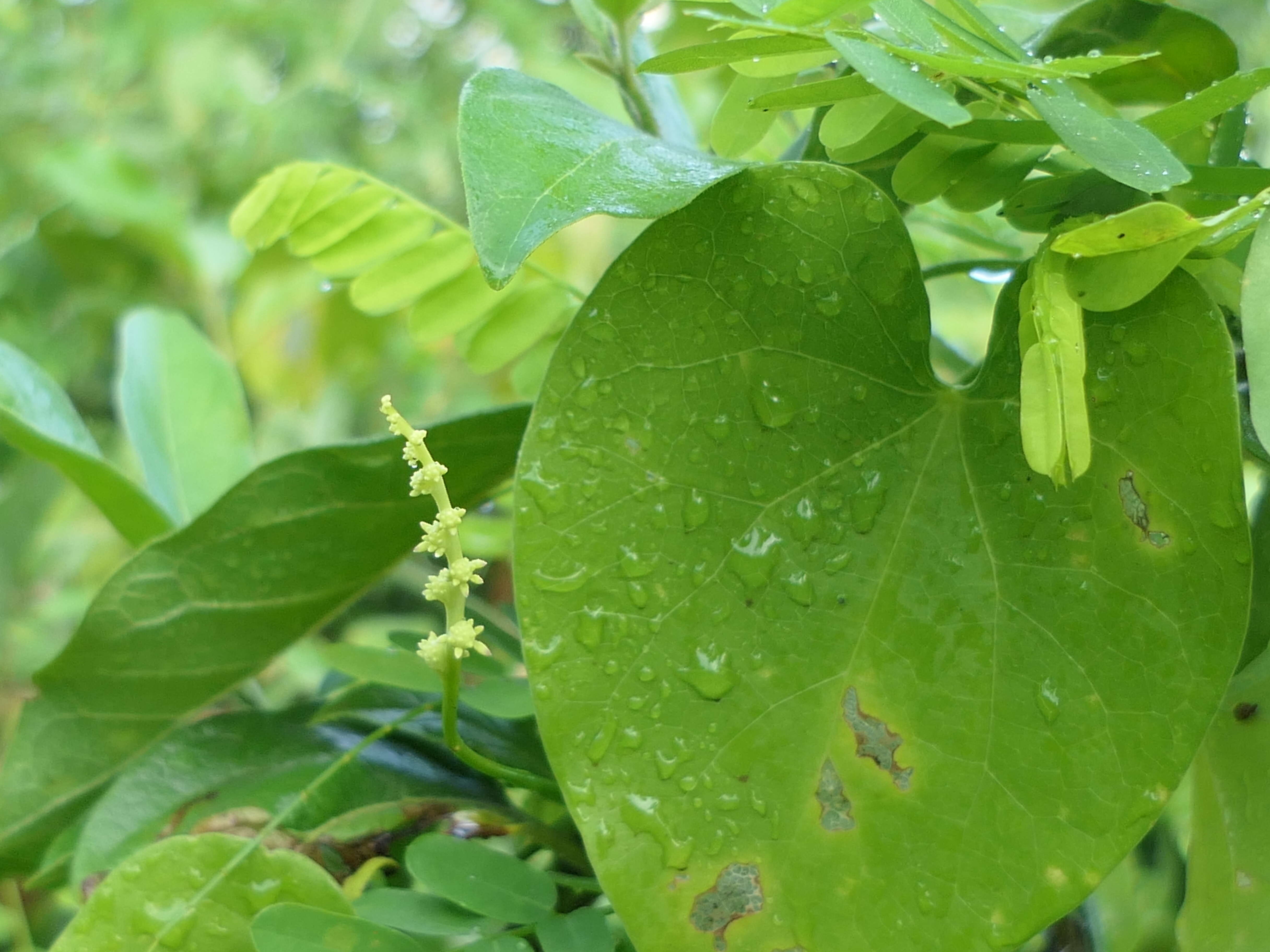 Image of Tinospora cordifolia (Willd.) Miers