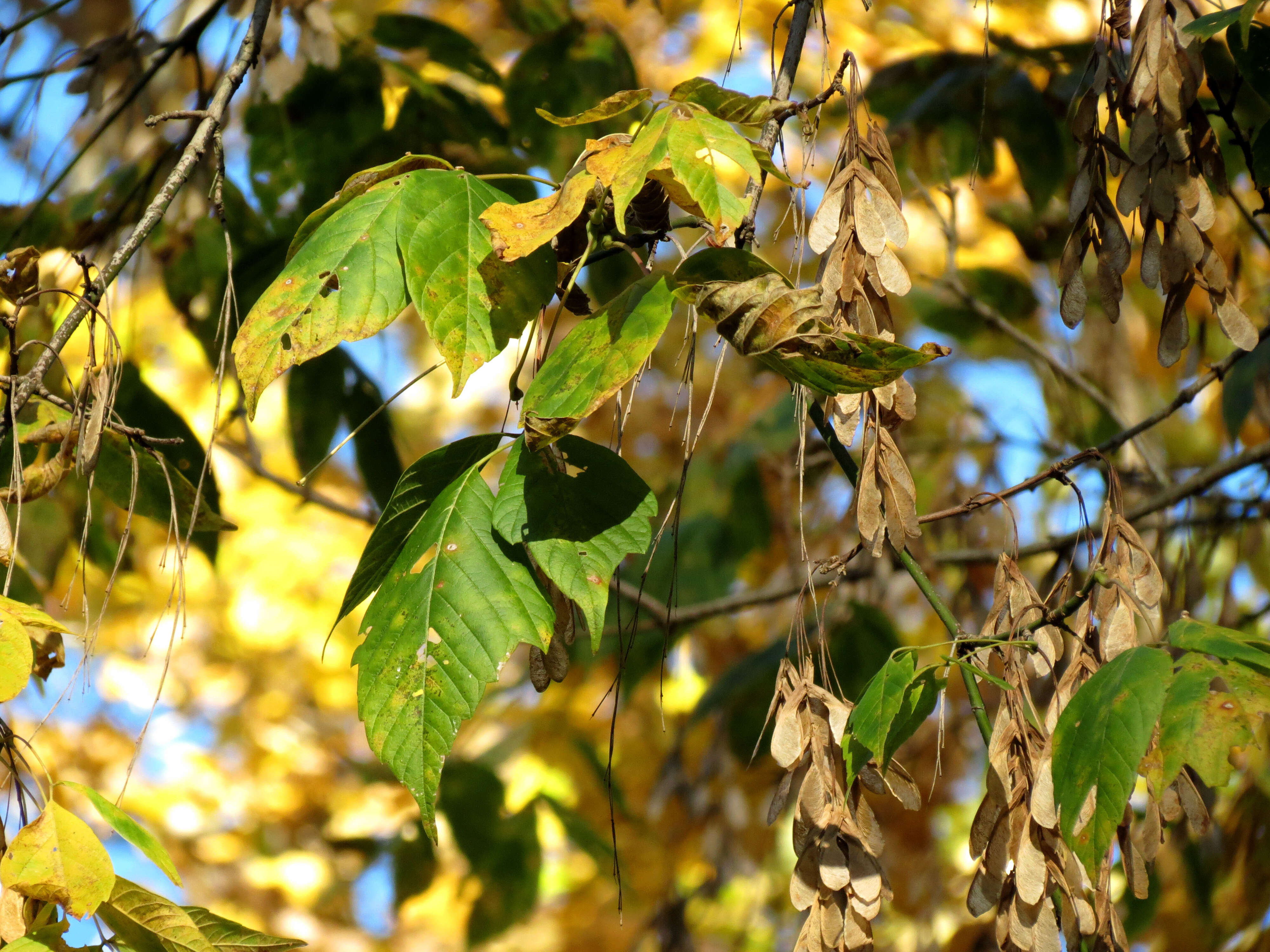 Image of Box Elder