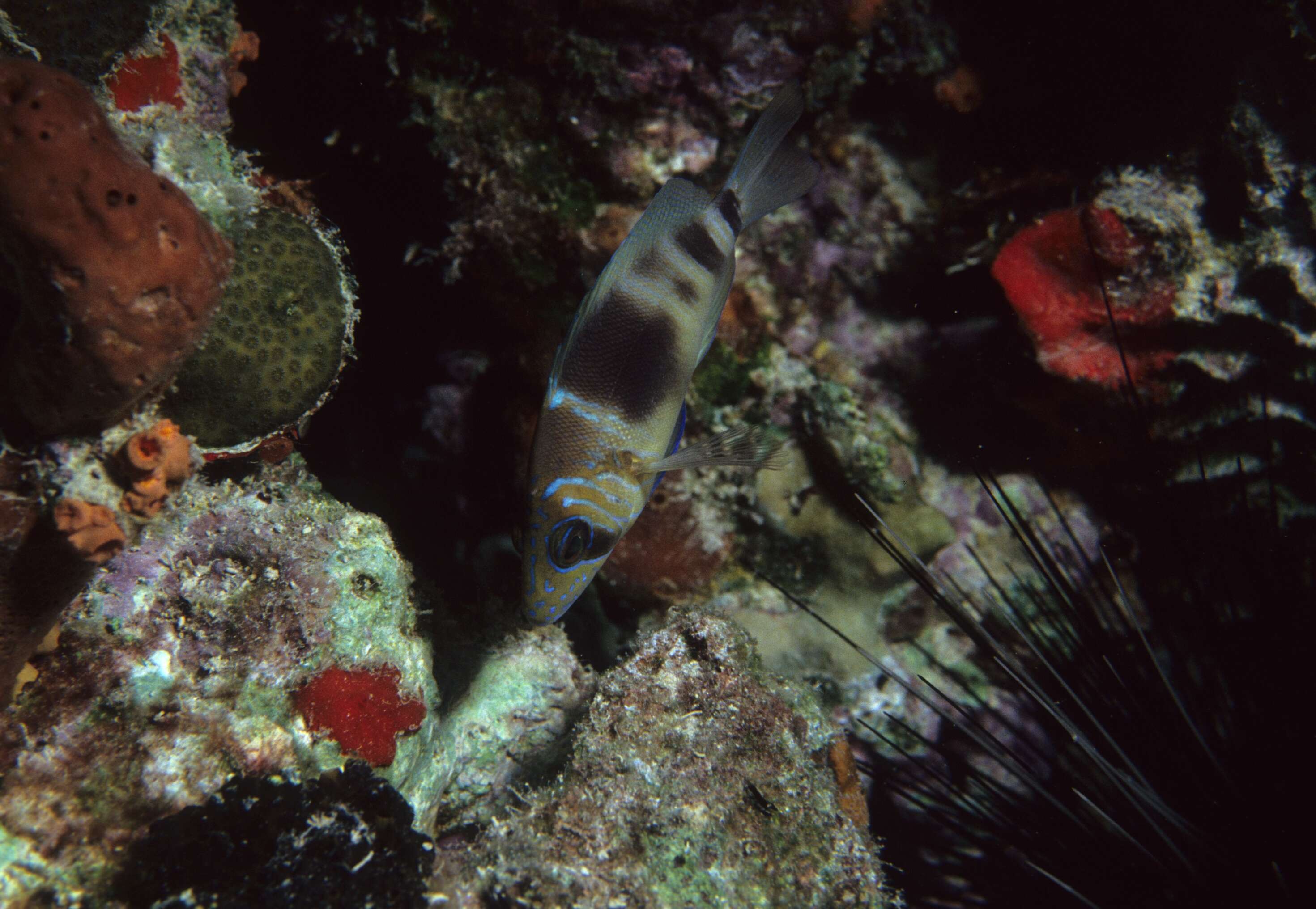 Image of Barred Hamlet