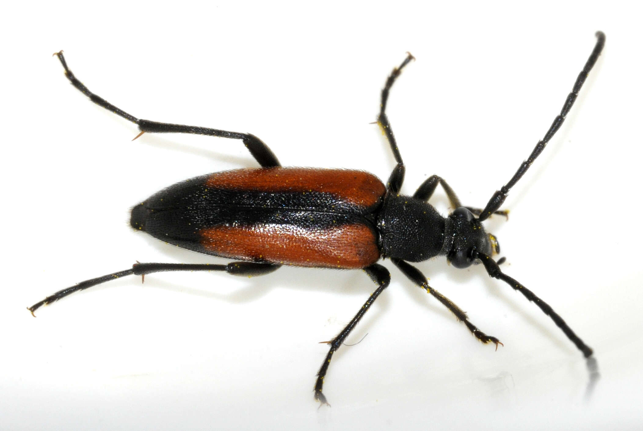 Image of Black-striped Longhorn Beetle