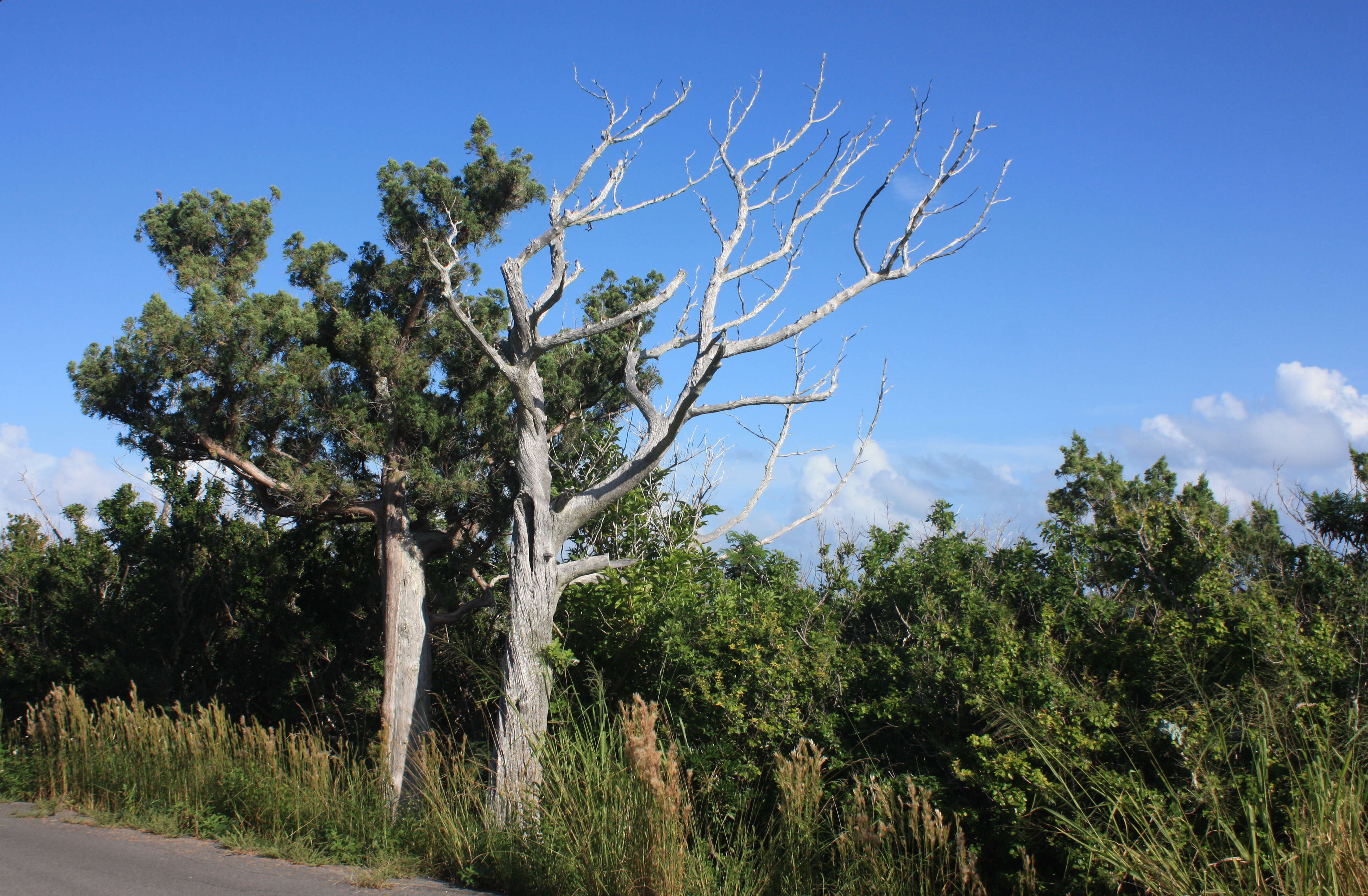 Juniperus bermudiana L. resmi