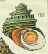 Image of Lunella coronata (Gmelin 1791)