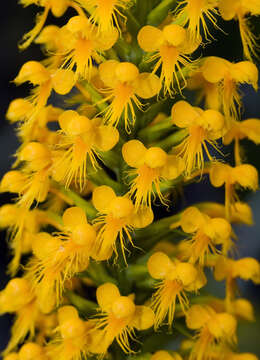 Image of Crested Yellow Orchid