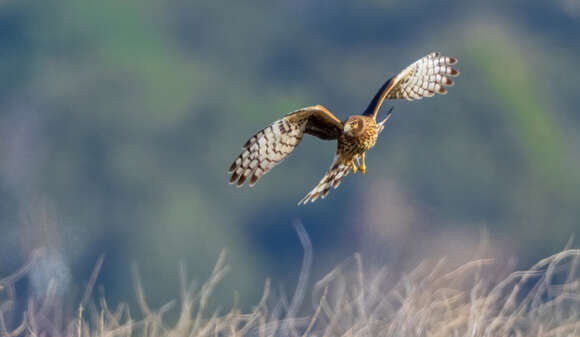 Image of Northern Harrier