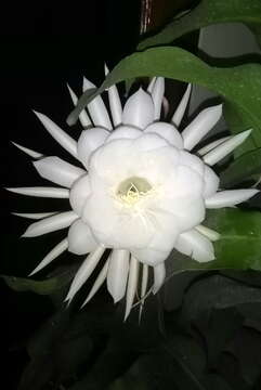 Image of Dutchman's Pipe Cactus