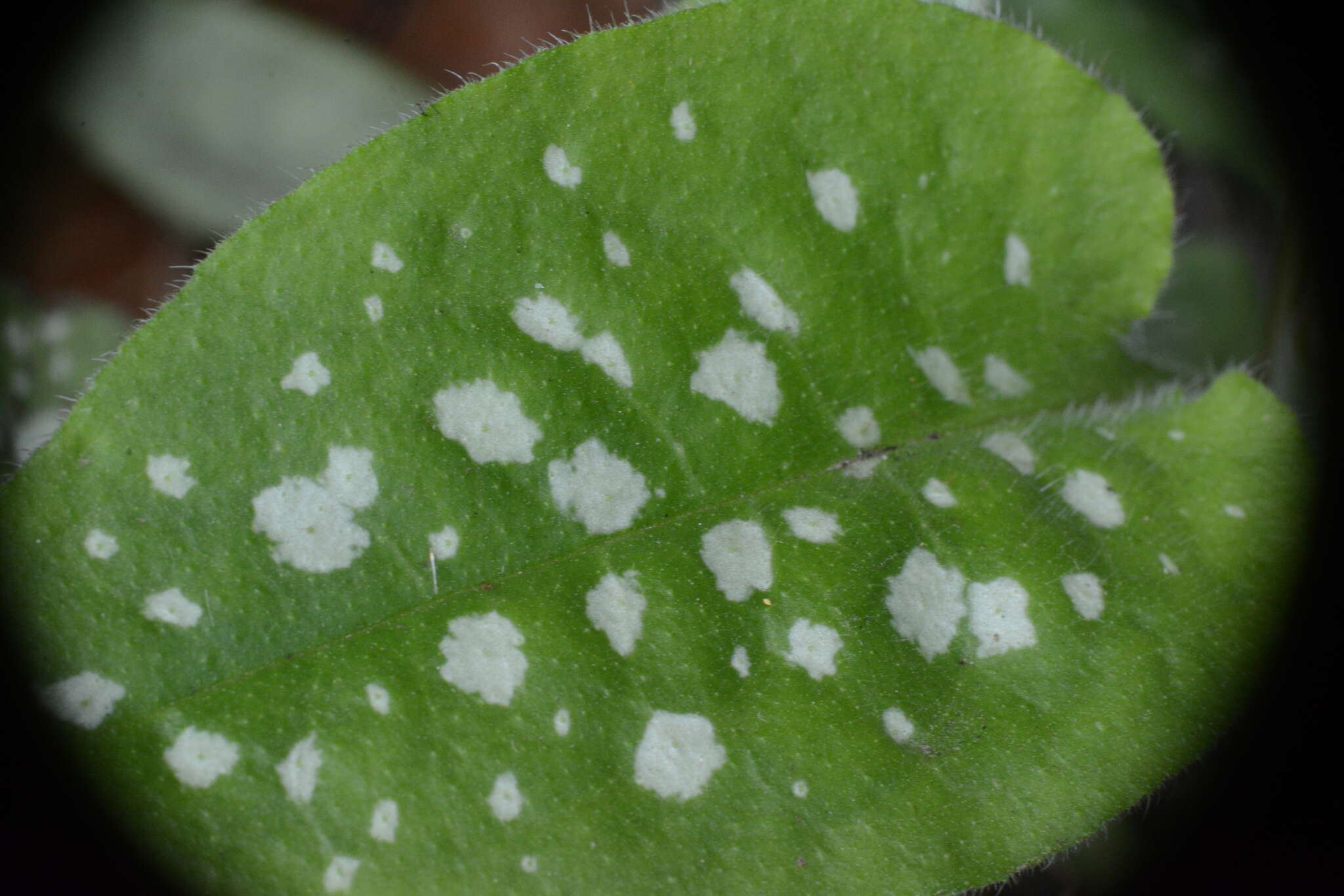 Image of Lungwort