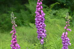 Imagem de Digitalis purpurea L.