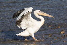 Image of Great White Pelican